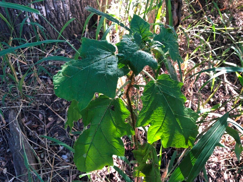 Solanum semiarmatum — houseplant care guide