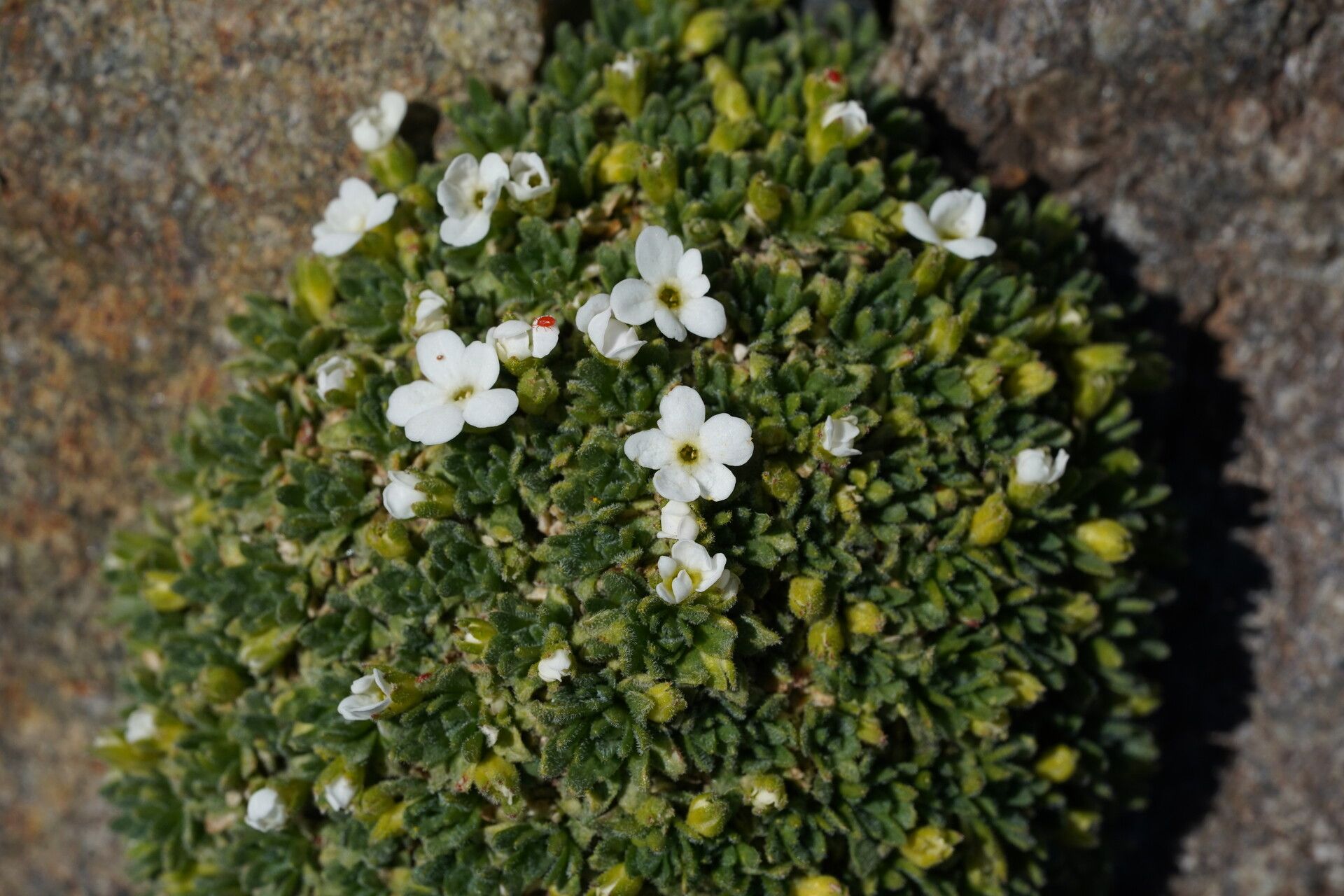 Androsace delphinensis flower