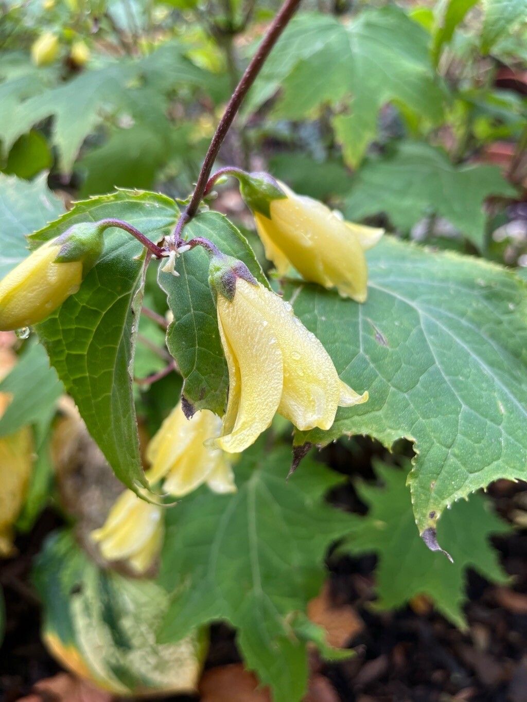 Kirengeshoma palmata flower