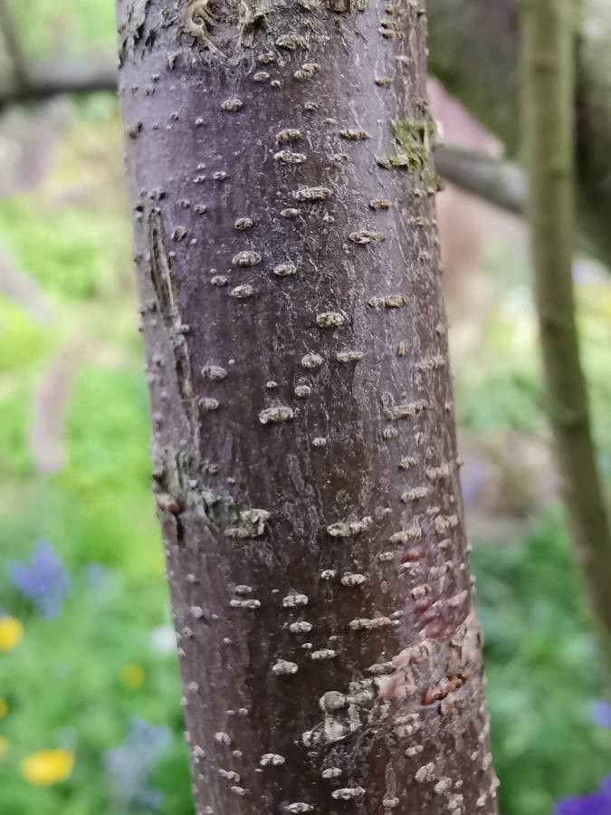 Tamarix tetrandra bark