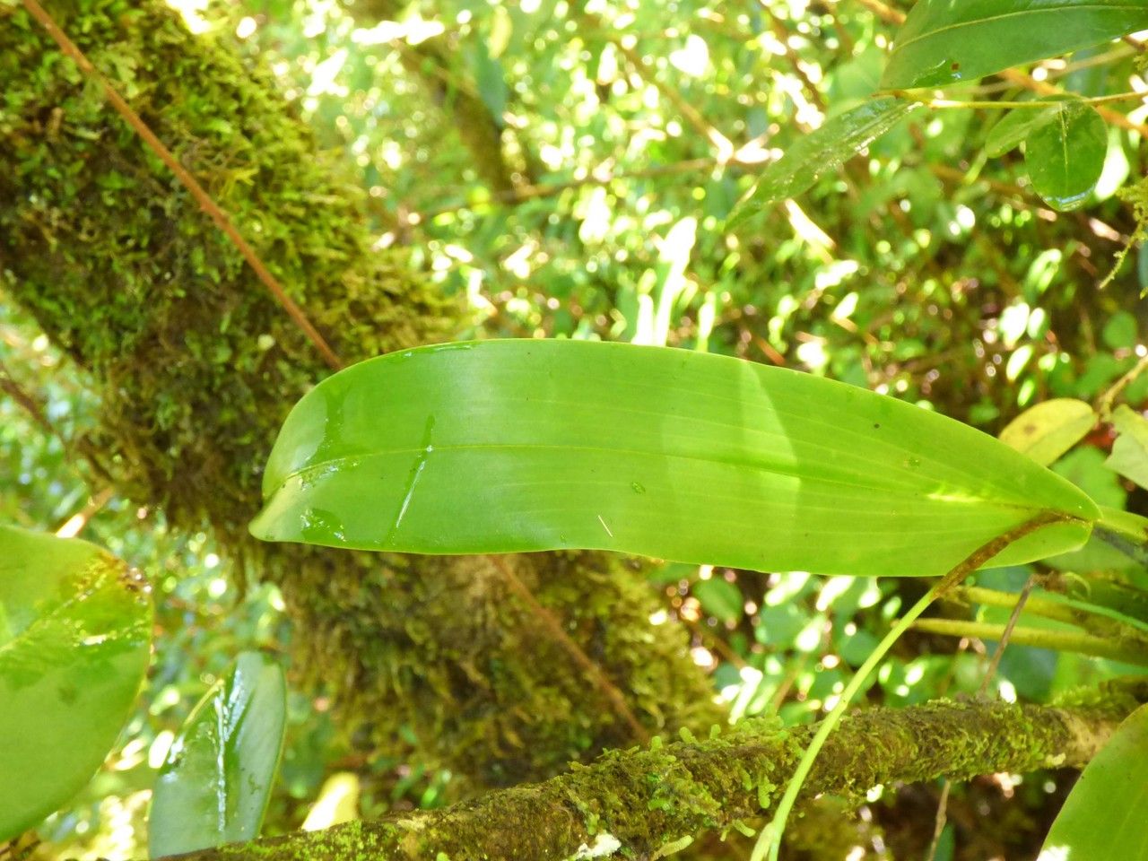 Polystachya cultriformis leaf