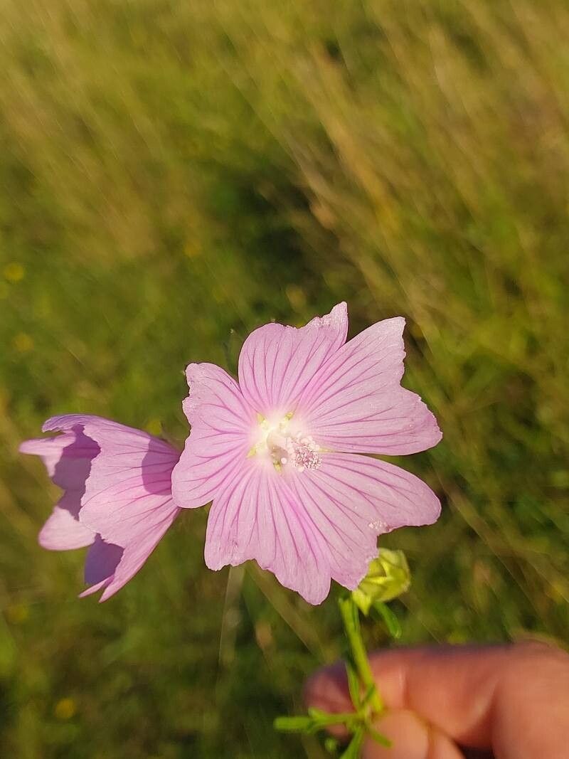 Malva excisa flower