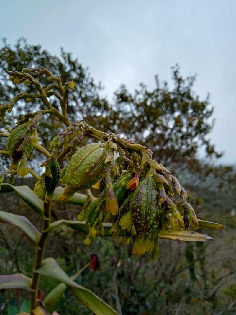 Epidendrum bogotense fruit
