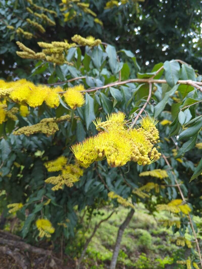 Combretum laxum flower
