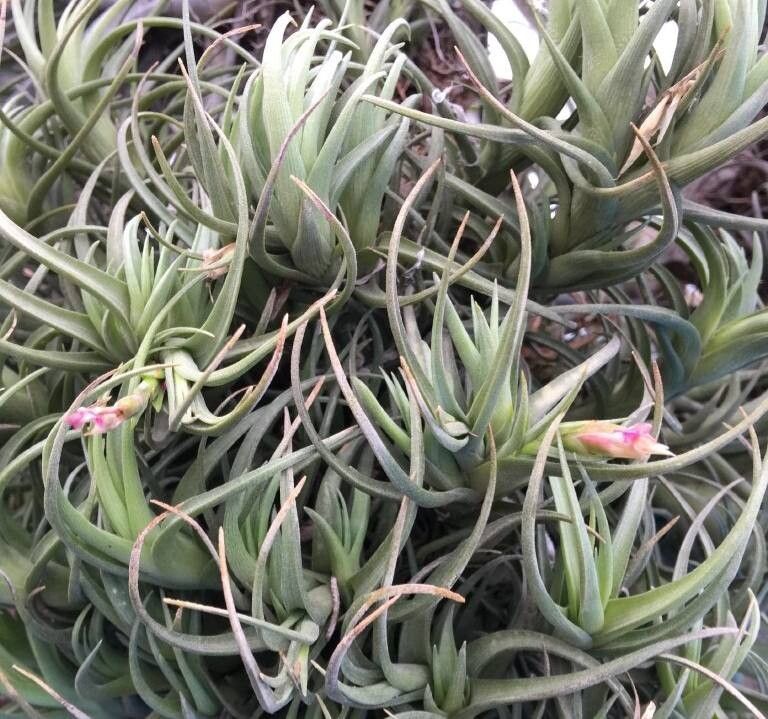 Tillandsia colorata — houseplant care guide