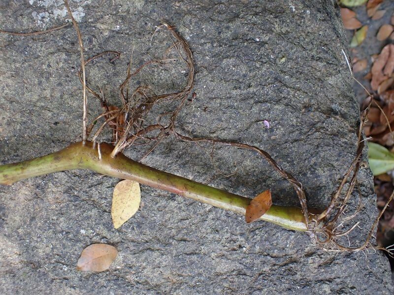 Impatiens irvingii other