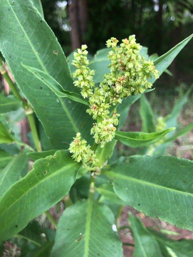 Rumex altissimus flower