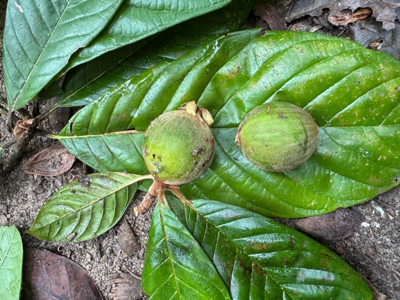 Duroia valesca — houseplant care guide