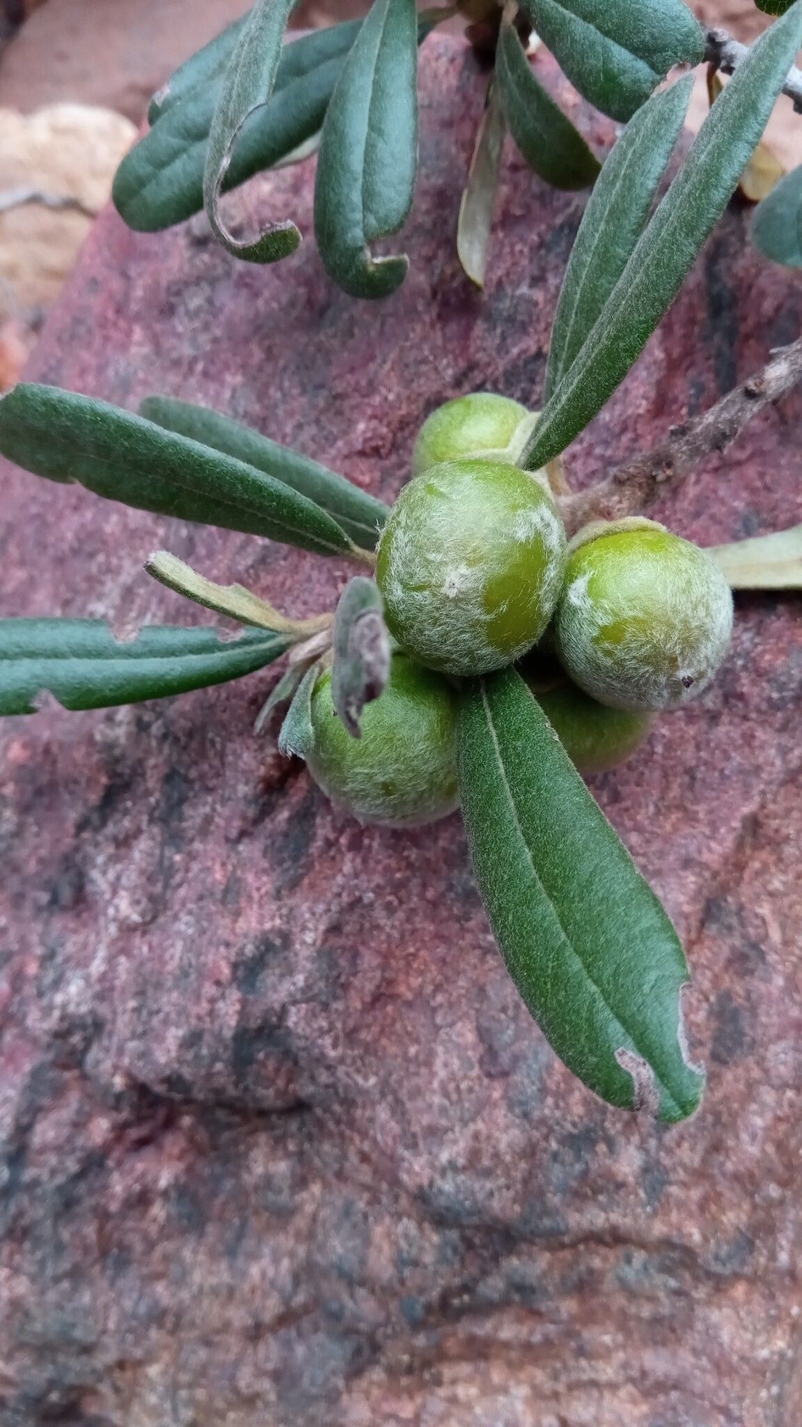 Diospyros erythrosperma — houseplant care guide