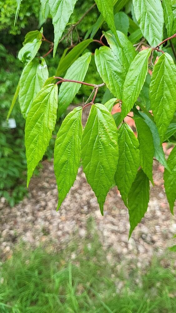 Viburnum formosanum — search result for 'Viburnum'