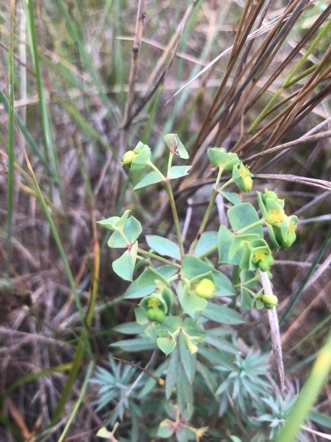 Euphorbia portlandica flower