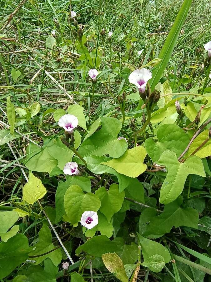 Ipomoea amnicola — search result for 'Ipomoea'
