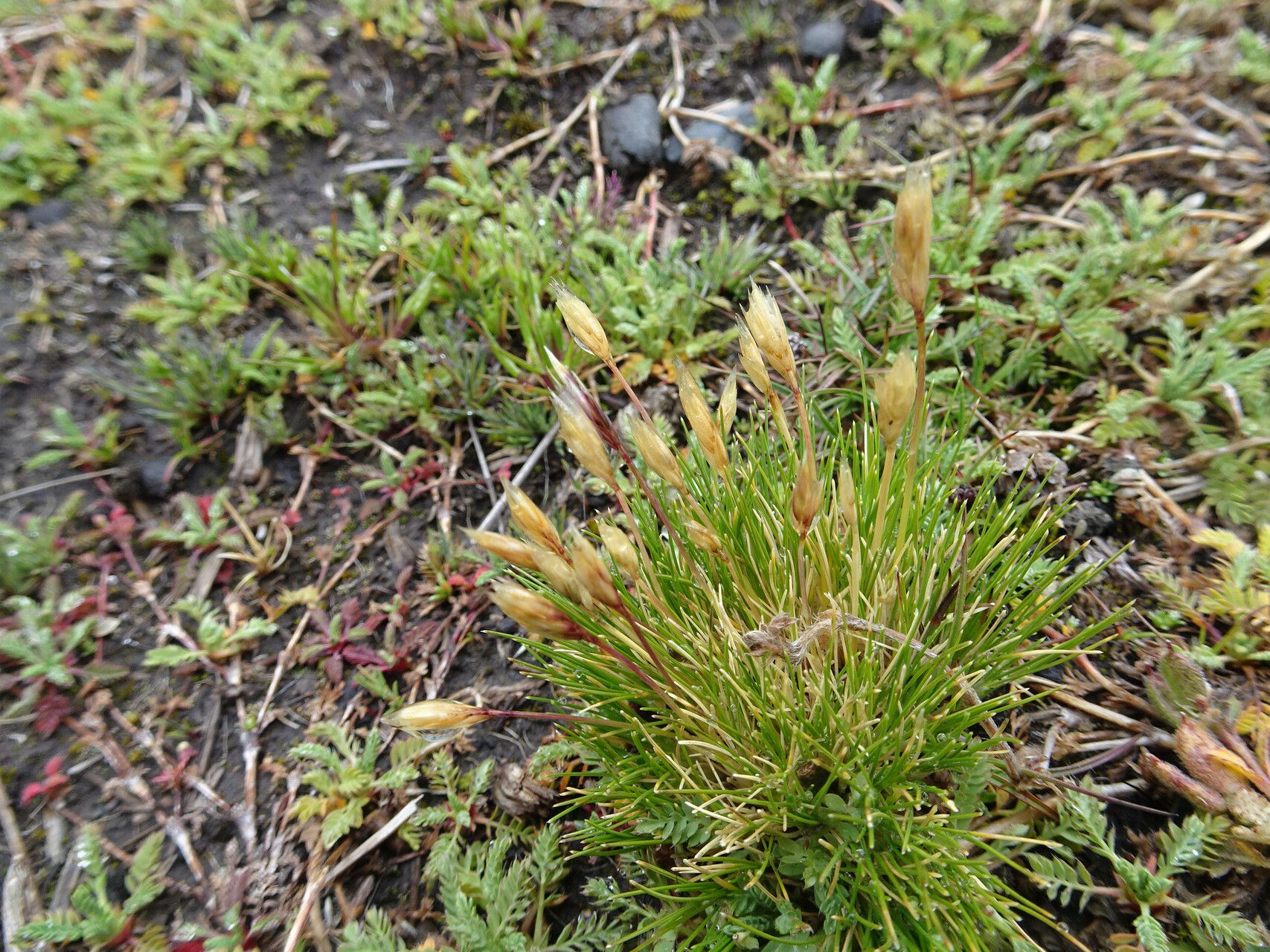 Cinnagrostis minima flower