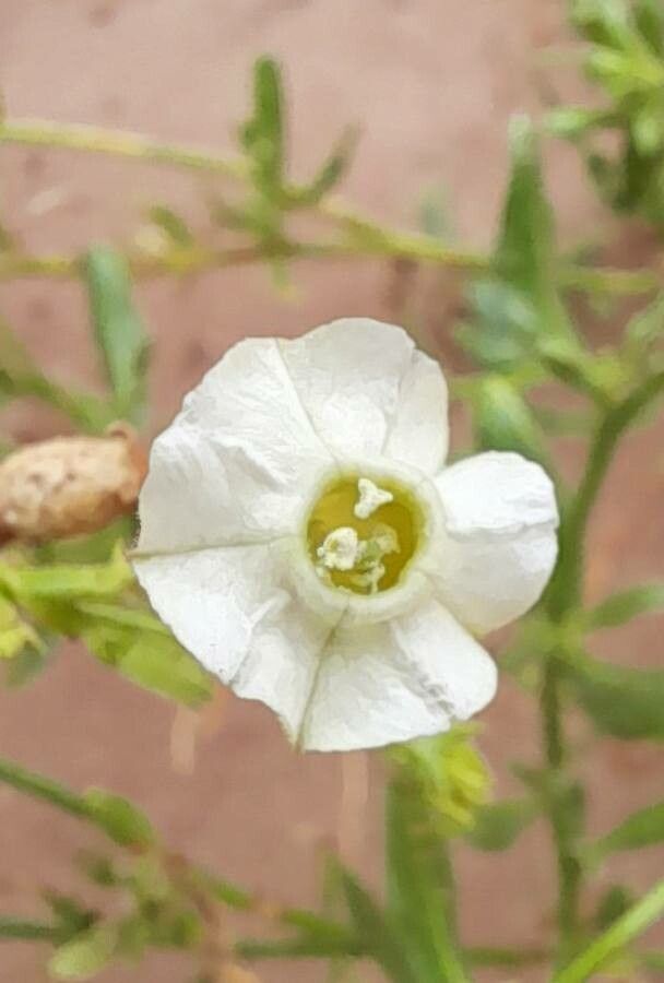 Nicotiana petunioides — search result for 'Nicotiana'