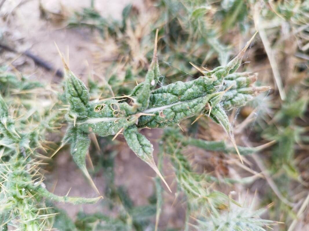 Onopordum corymbosum — houseplant care guide