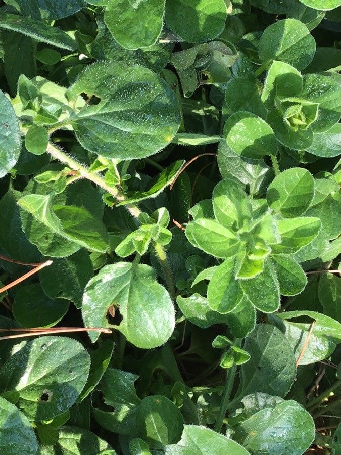 Convolvulus schulzei — search result for 'Convolvulus'