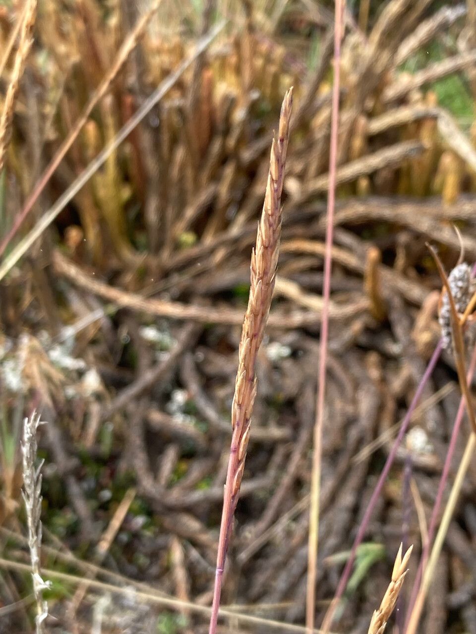 Festuca breviaristata flower