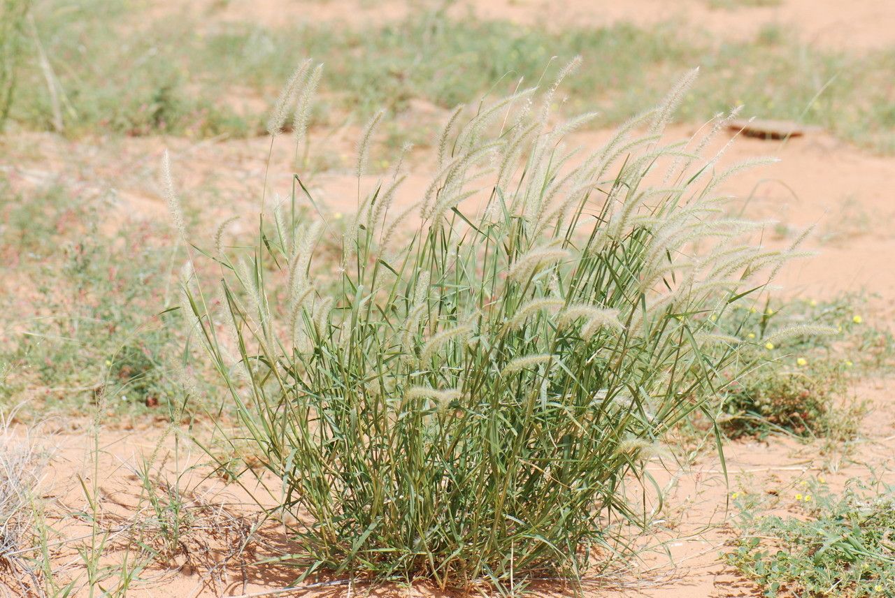 Pennisetum violaceum habit