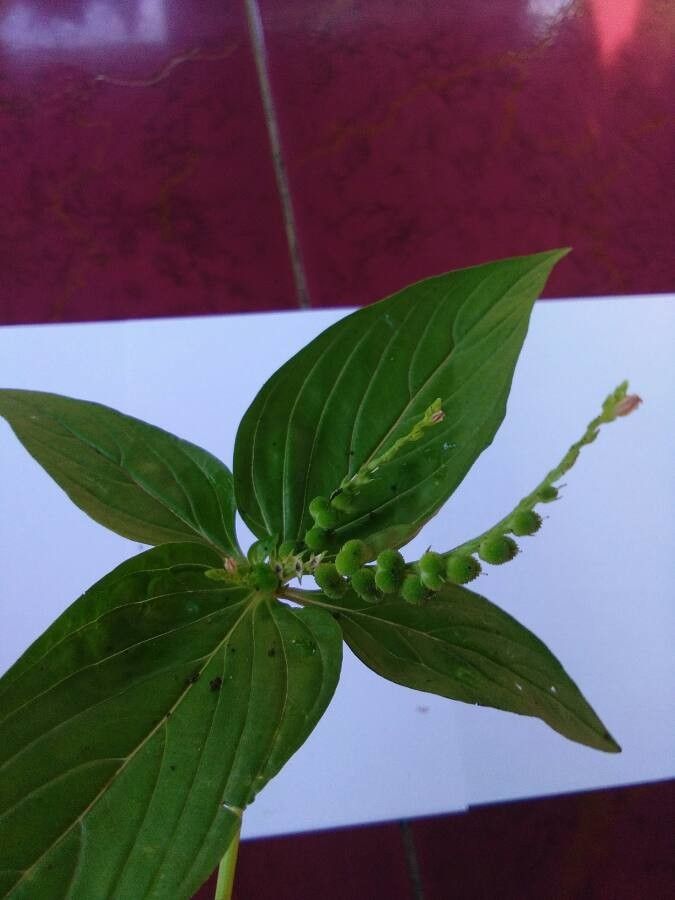 Spigelia anthelmia fruit