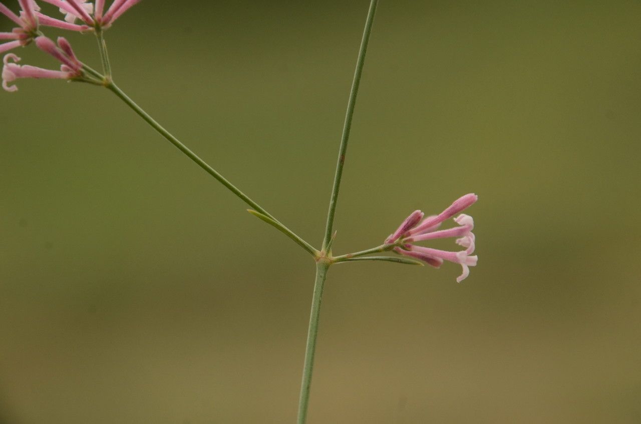 Asperula aristata bark