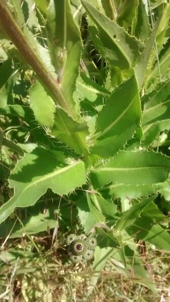 Cirsium monspessulanum — search result for 'Cirsium'