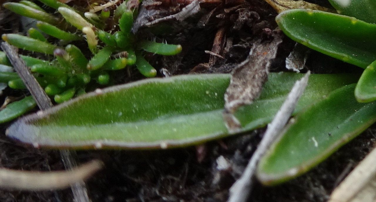 Lysipomia laciniata — related species from the same genus