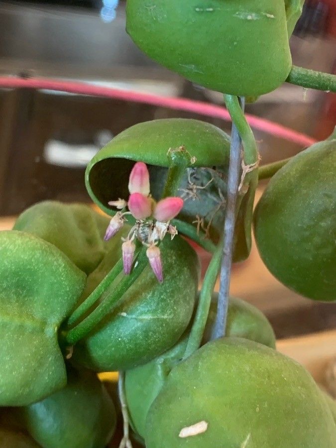 Dischidia platyphylla flower