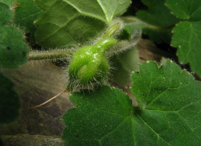 Asarina procumbens fruit
