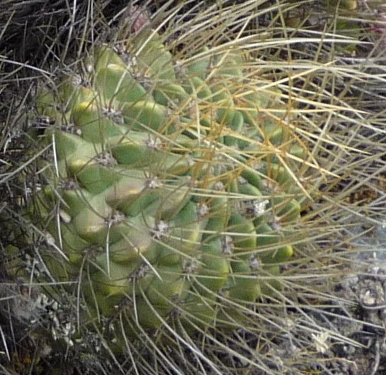 Lobivia maximiliana — houseplant care guide