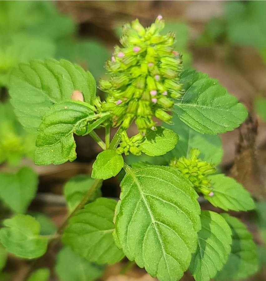 Clinopodium gracile — search result for 'Clinopodium'