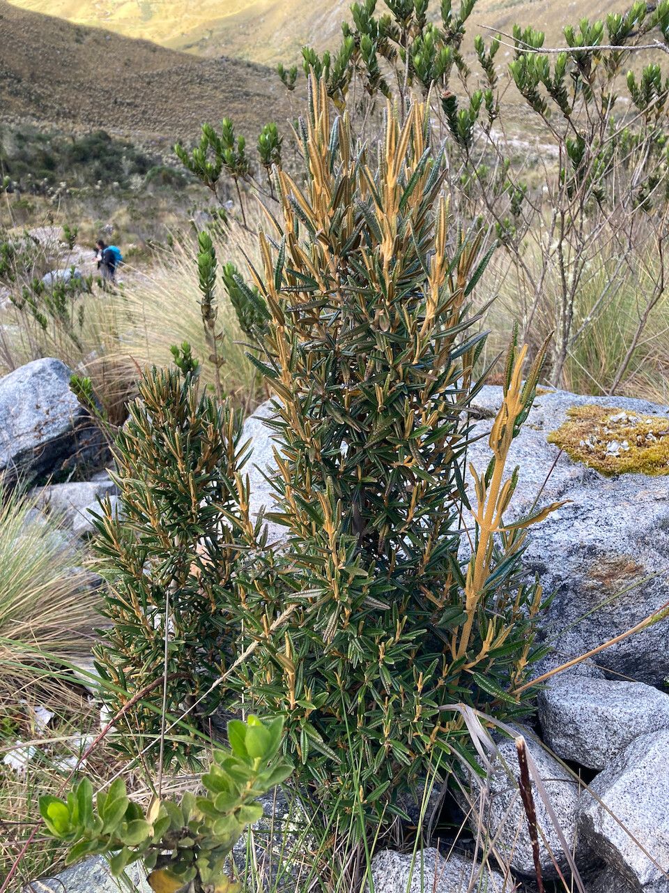 Miconia salicifolia habit