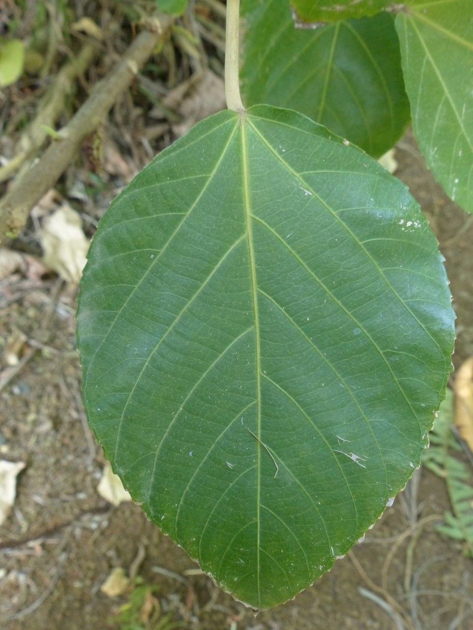 Acalypha hispida — search result for 'Euphorbiaceae'