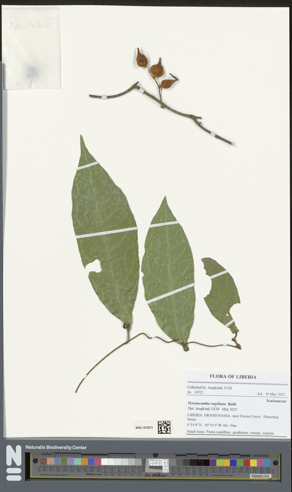 Pyrenacantha vogeliana — houseplant care guide