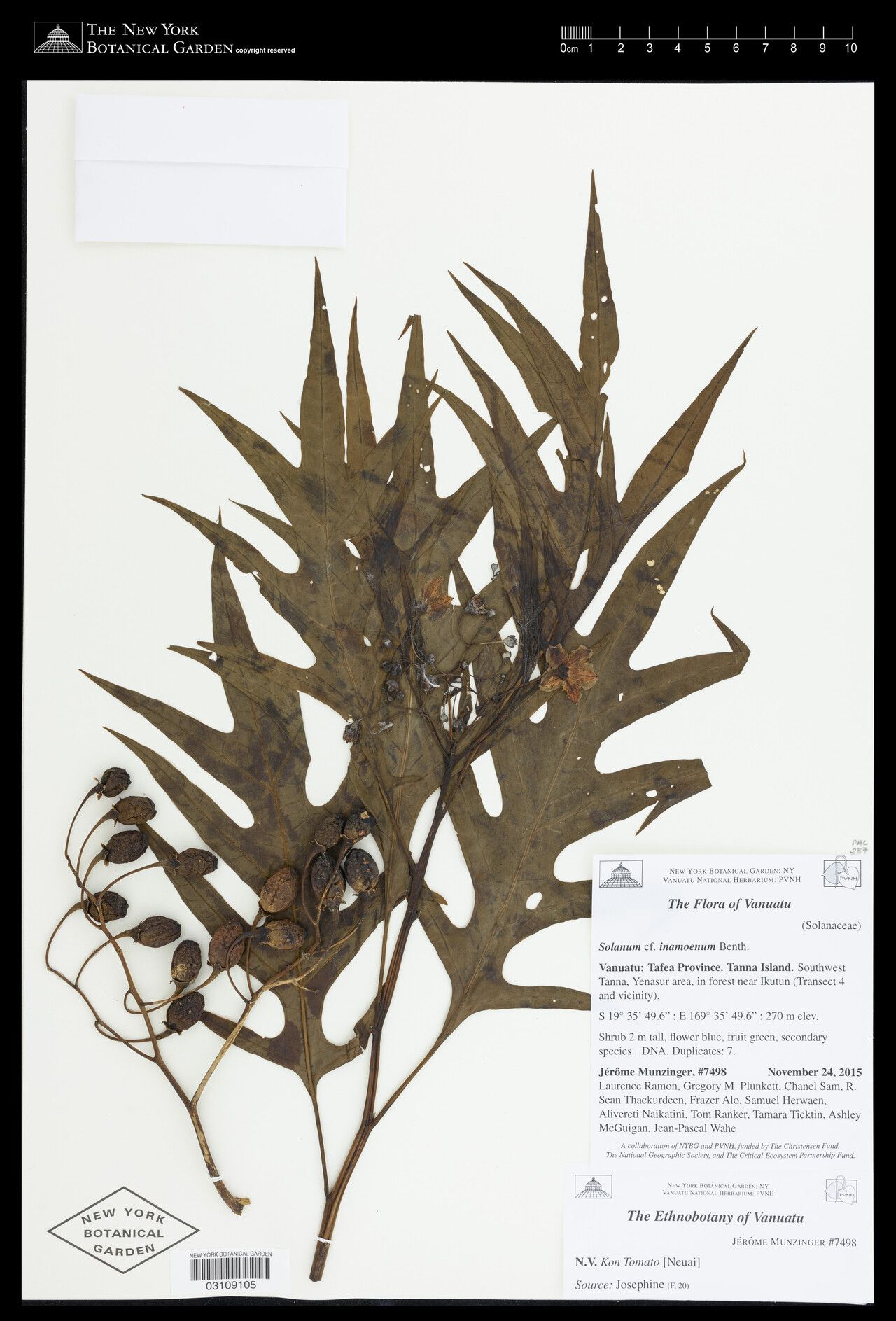 Solanum inamoenum — houseplant care guide