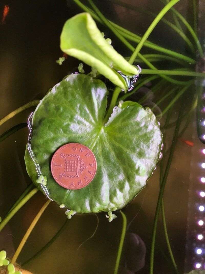 Nymphaea thermarum — search result for 'Nymphaea'