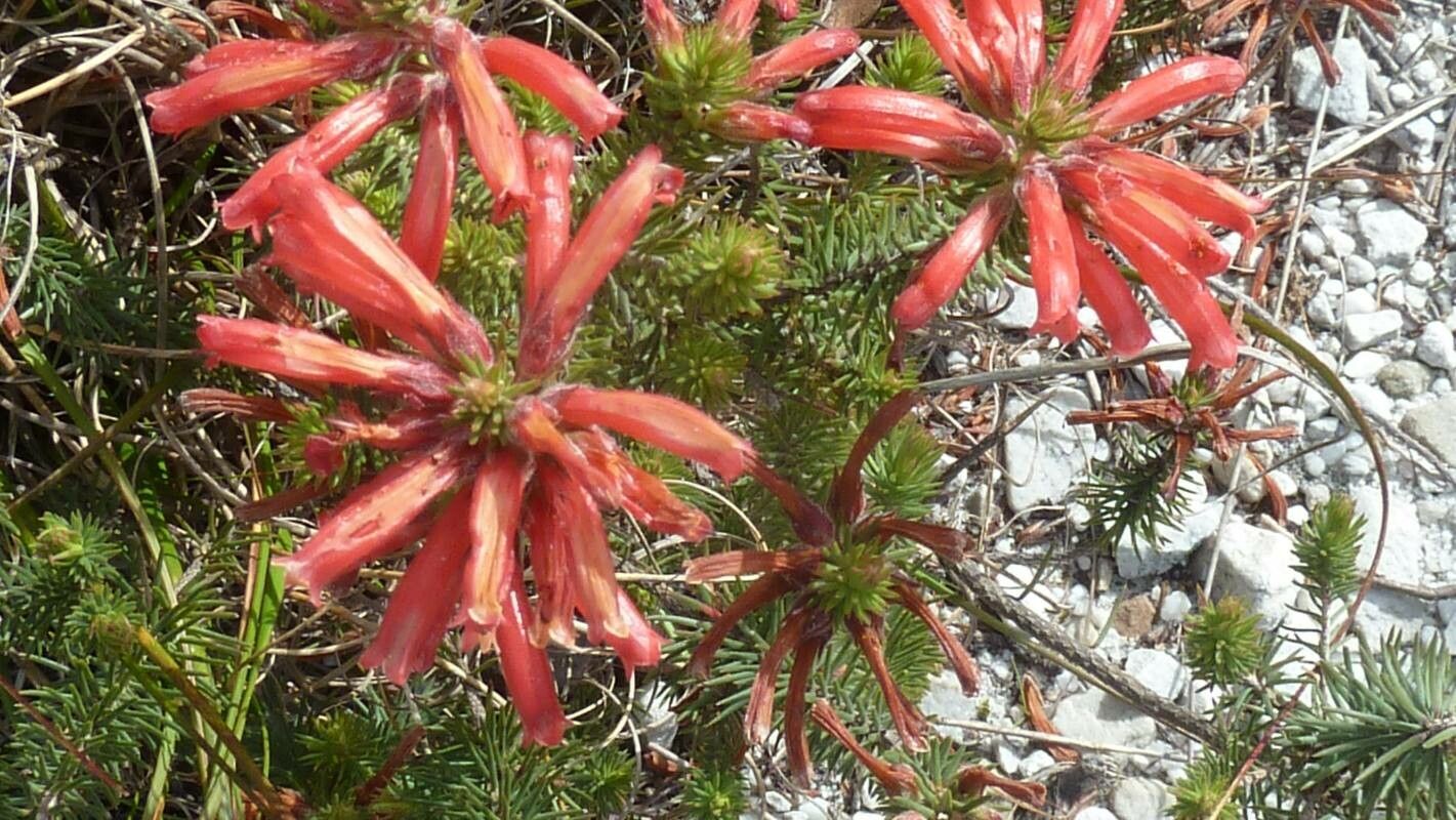 Erica nevillei — search result for 'Erica'