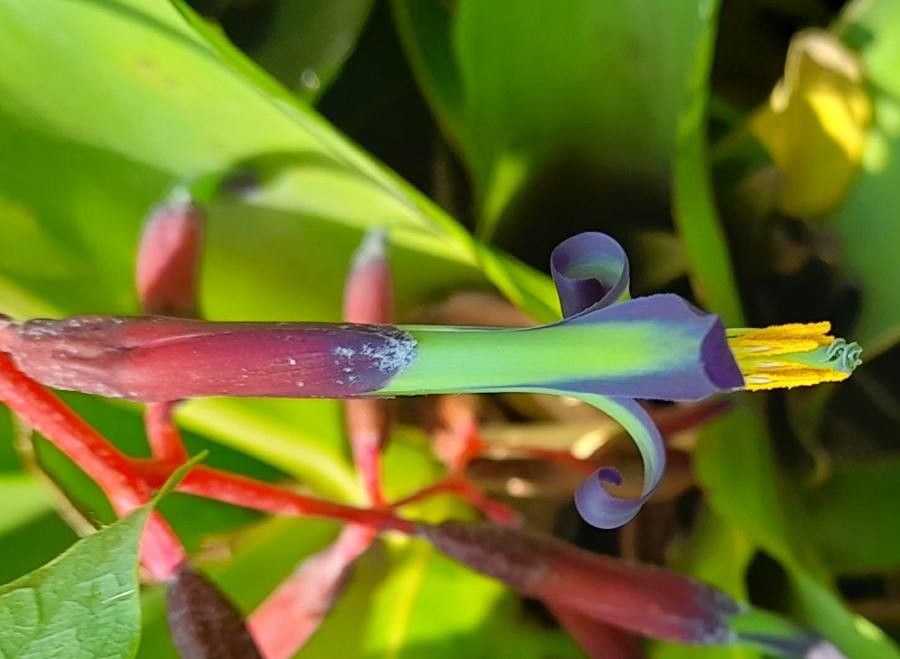 Billbergia saundersii flower