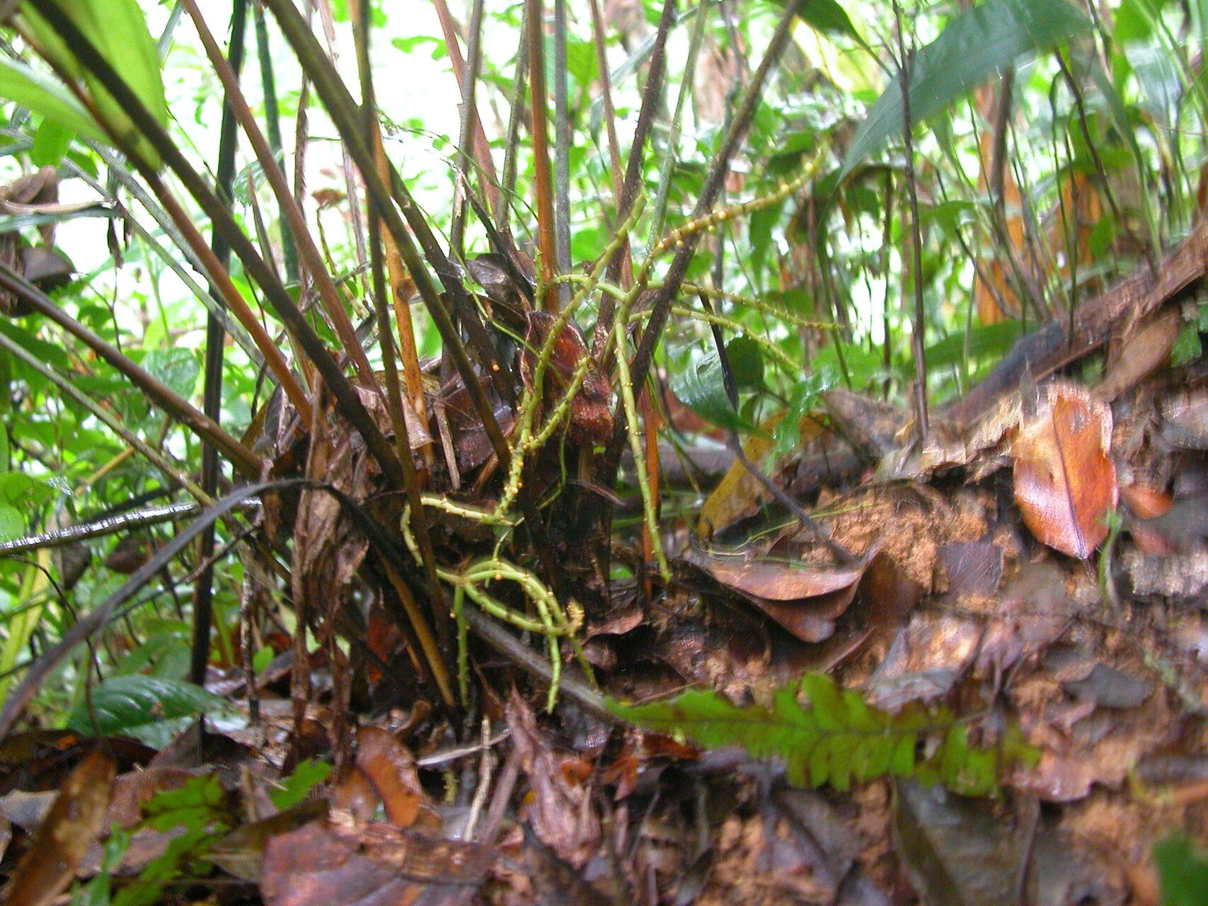 Dypsis humilis habit
