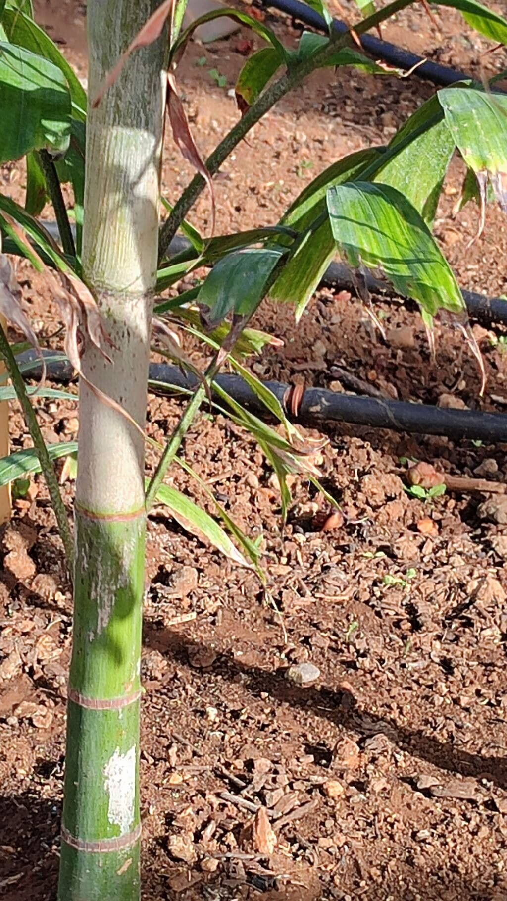 Ptychosperma pullenii bark