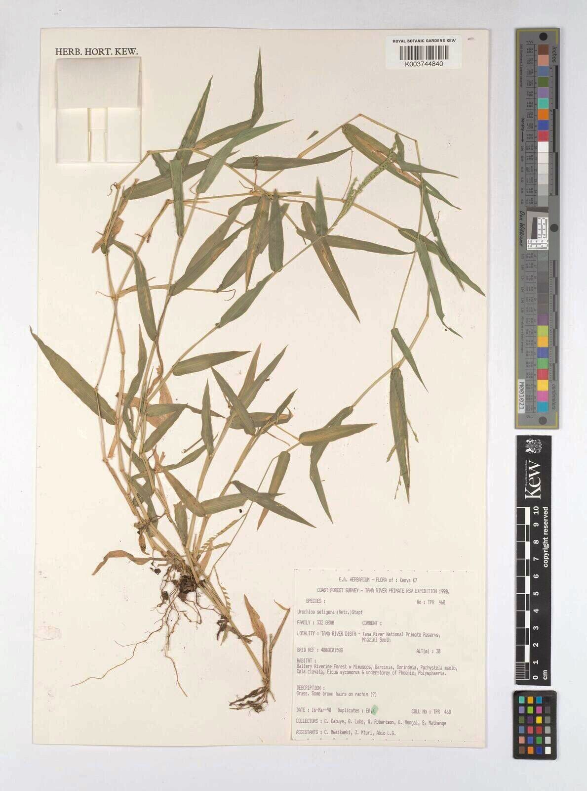 Urochloa trichopodioides — houseplant care guide