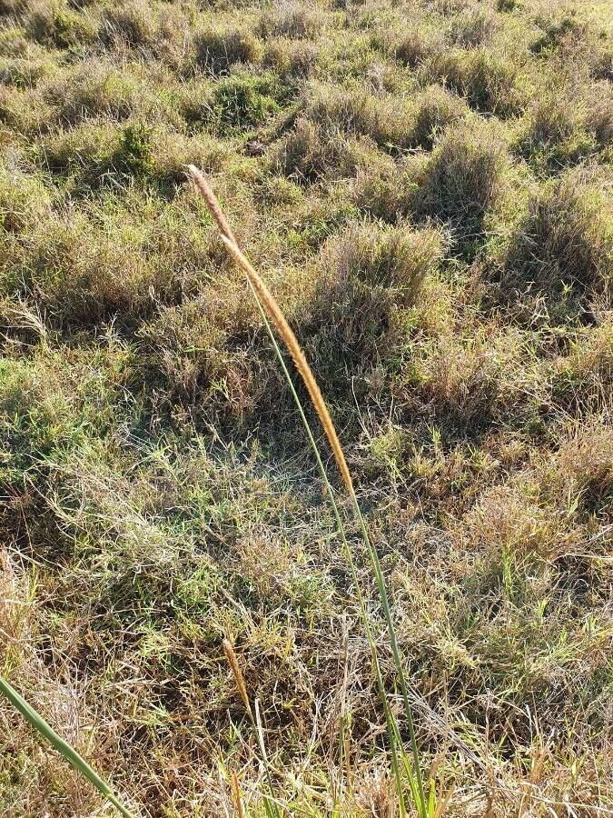 Setaria sphacelata flower