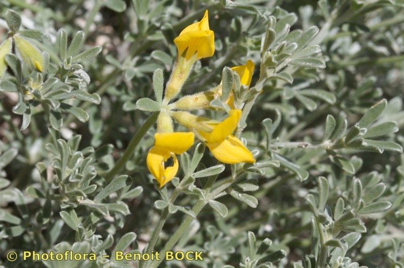 Lotus holosericeus other