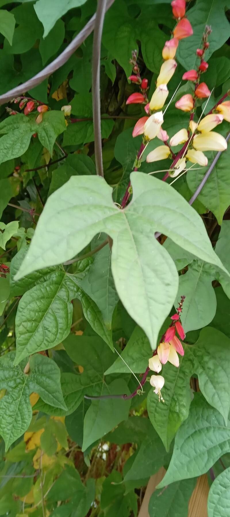 Mina lobata — search result for 'Convolvulaceae'