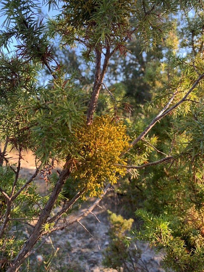 Arceuthobium oxycedri habit