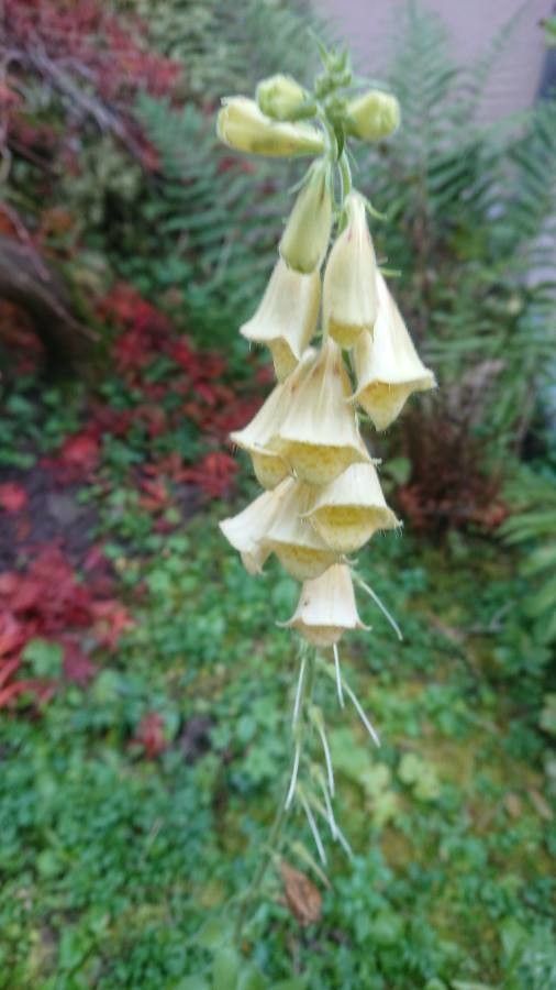 Digitalis grandiflora flower