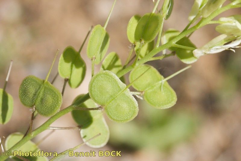 Biscutella variegata fruit