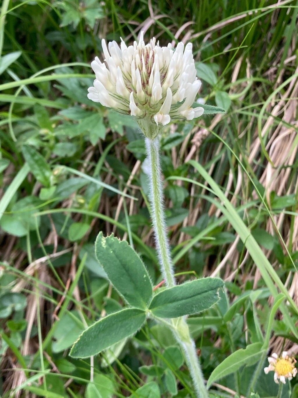 Trifolium noricum — houseplant care guide