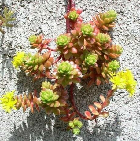 Sedum luteoviride habit
