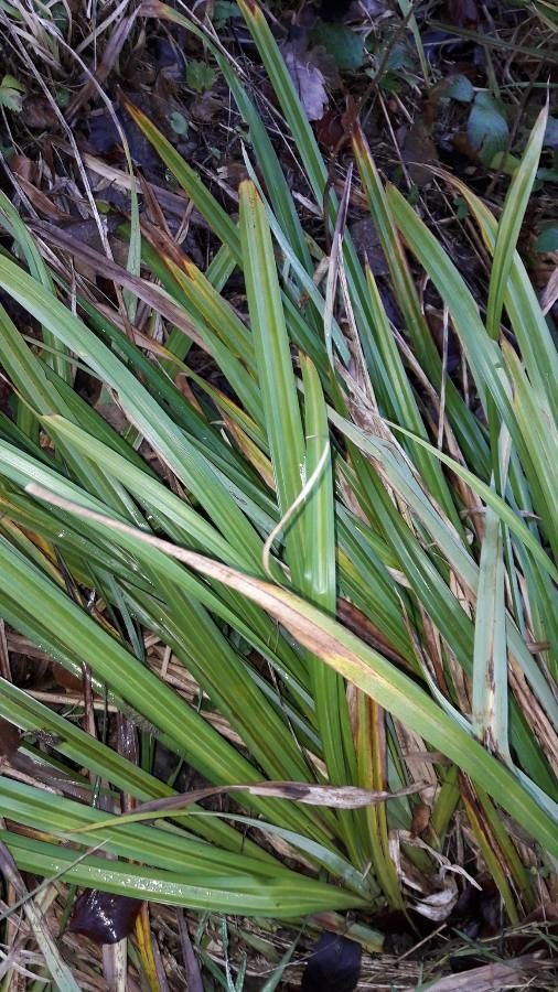 Carex saxatilis — houseplant care guide