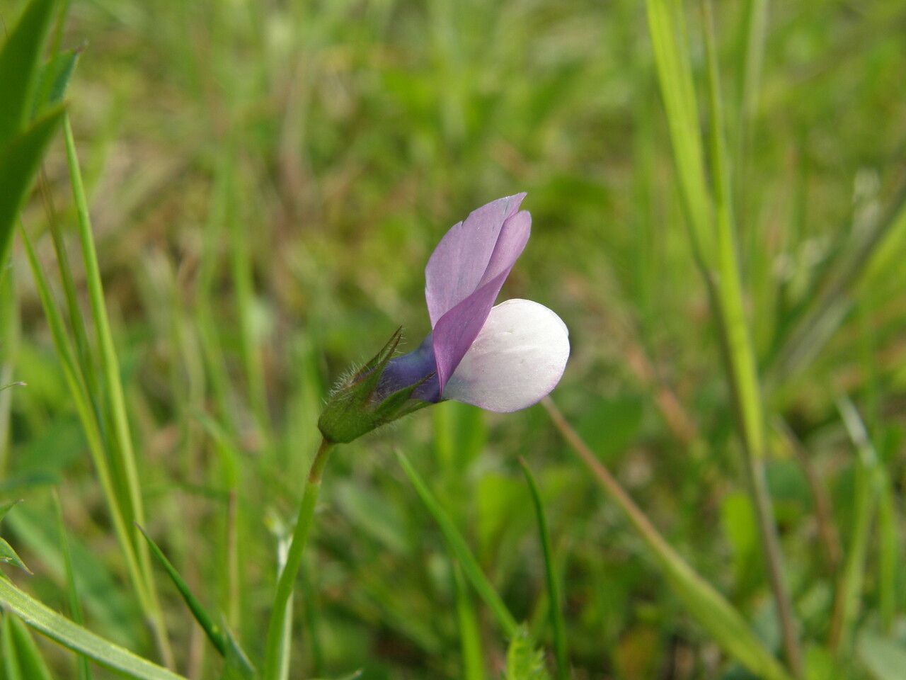 Vicia bithynica flower